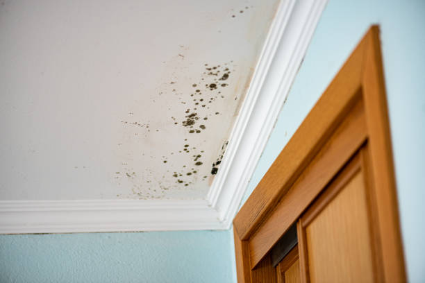 Best Professional Mold Removal  in Baxter Springs, KS