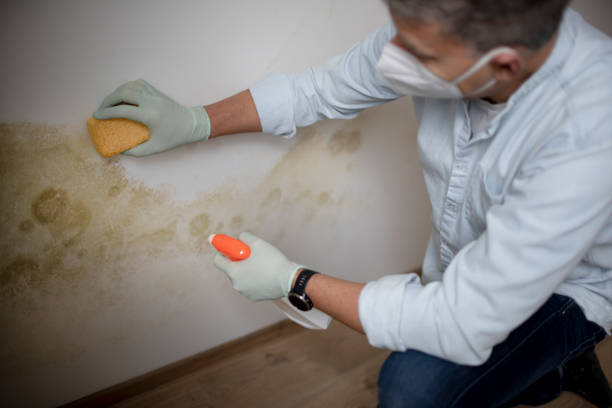 Best Mold Removal Near Me  in Baxter Springs, KS