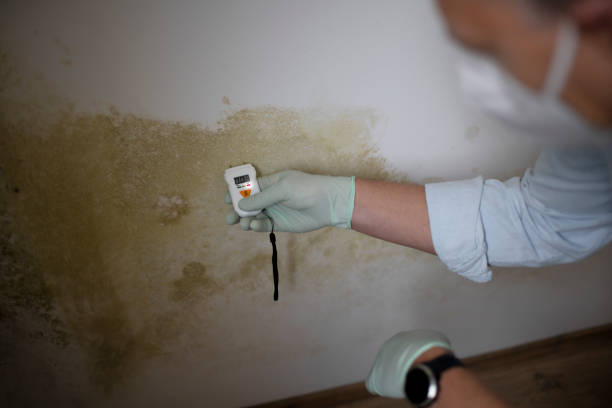 Professional Mold Removal in Baxter Springs, KS