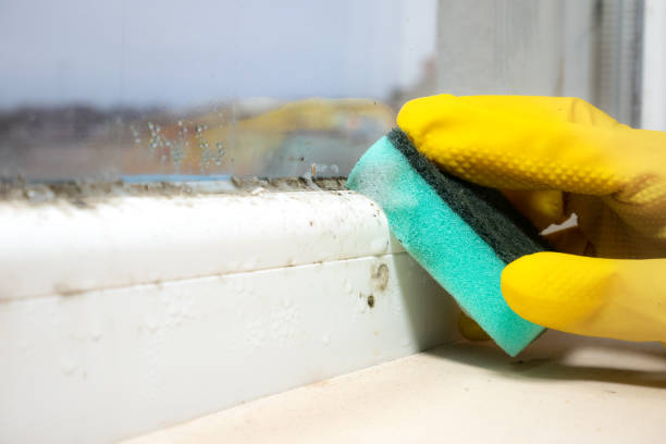 Best Best Mold Removal Companies  in Baxter Springs, KS