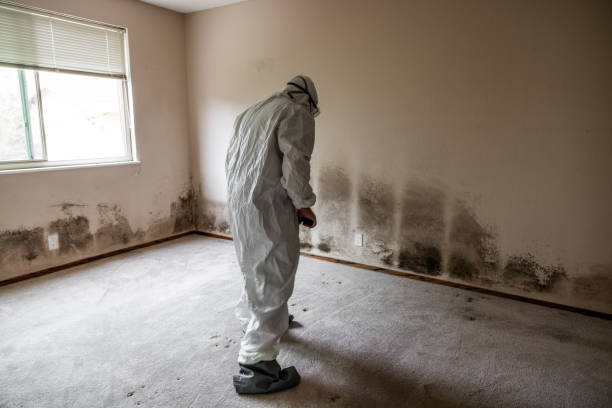 Mold Testing and Removal in Baxter Springs, KS
