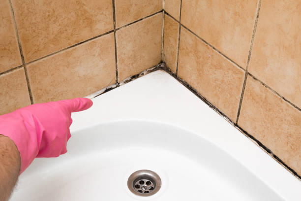 Best Affordable Mold Removal  in Baxter Springs, KS