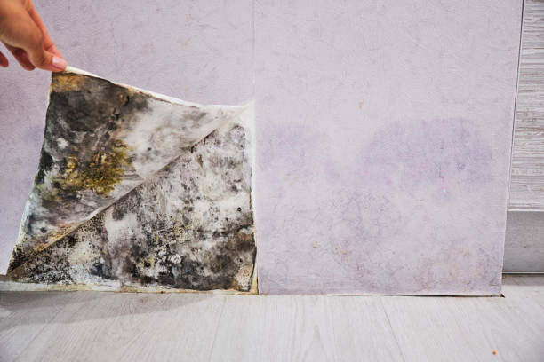 Best Emergency Mold Removal  in Baxter Springs, KS
